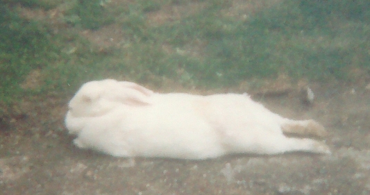 MeRabbit.jpg