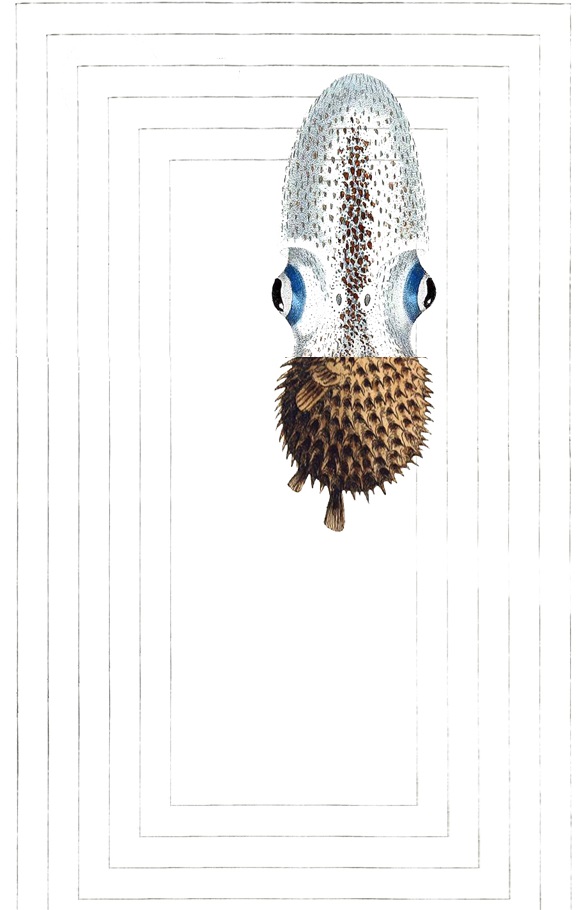 Screenshot 2023-10-03 at 11-03-01 Brids Sfish And Other Amals by dngdng.jpg