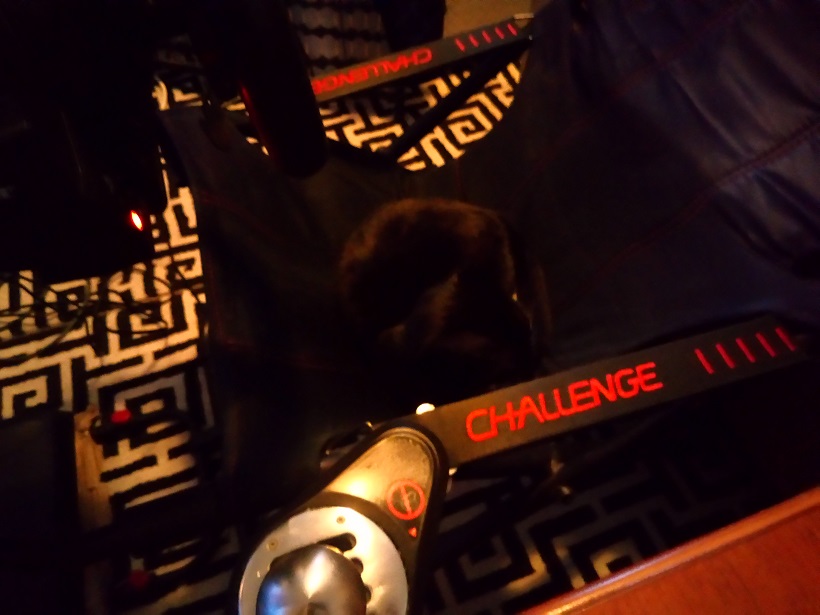 cattt.JPG