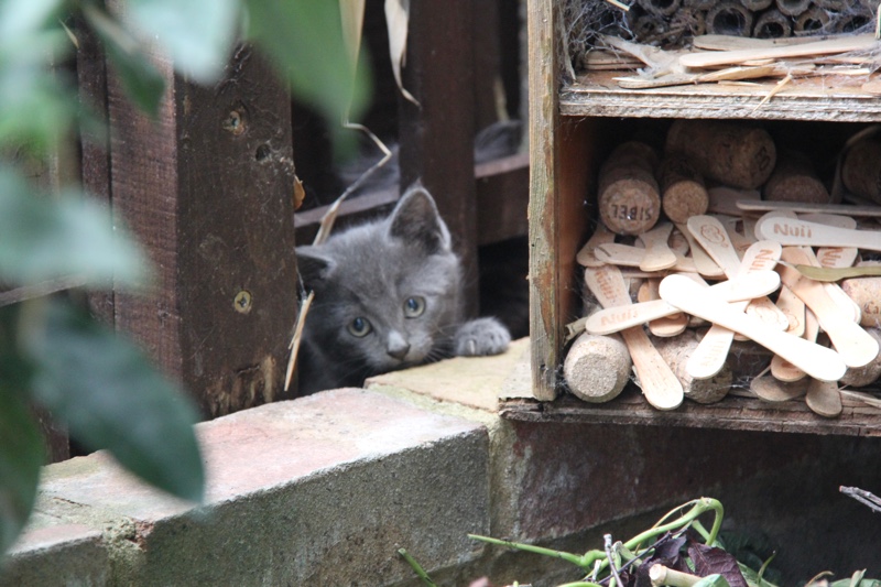 kittens001.jpg