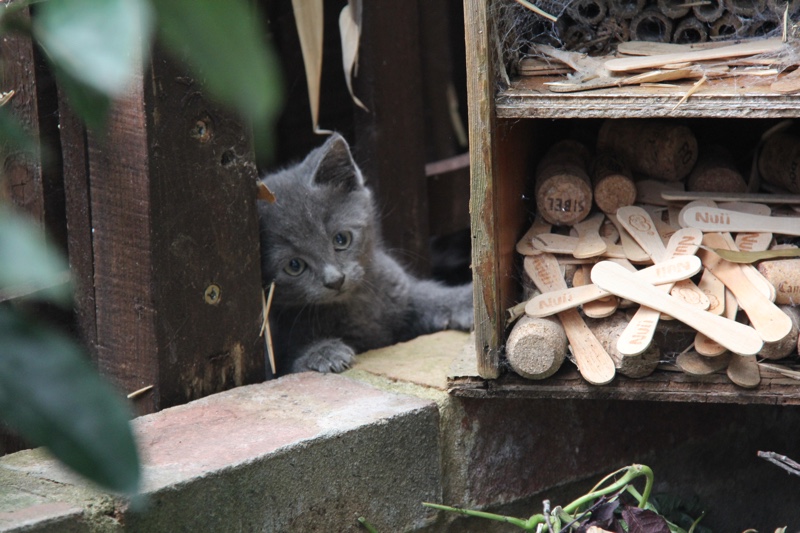 kittens003.jpg