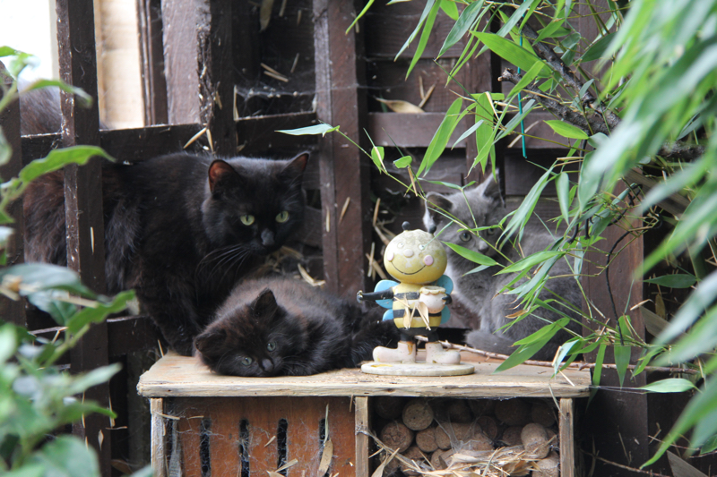 kittens004.jpg